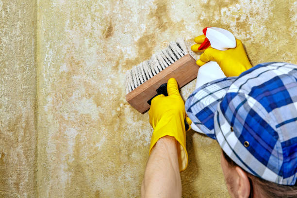 Best Emergency Mold Remediation  in Delray Beach, FL