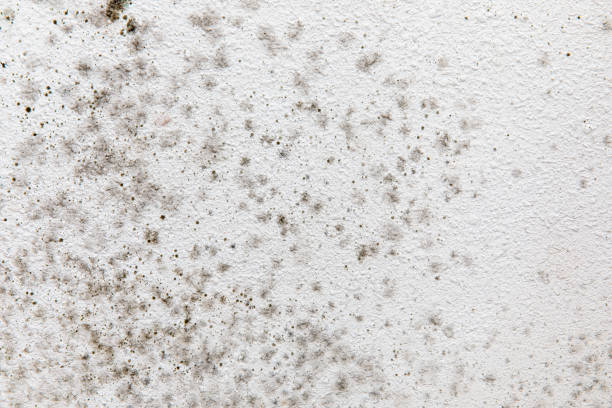 Best Mold Documentation for Insurance Claims  in Delray Beach, FL