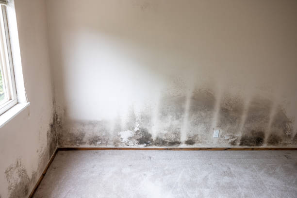 Best Mold Remediation for Healthcare Facilities  in Delray Beach, FL