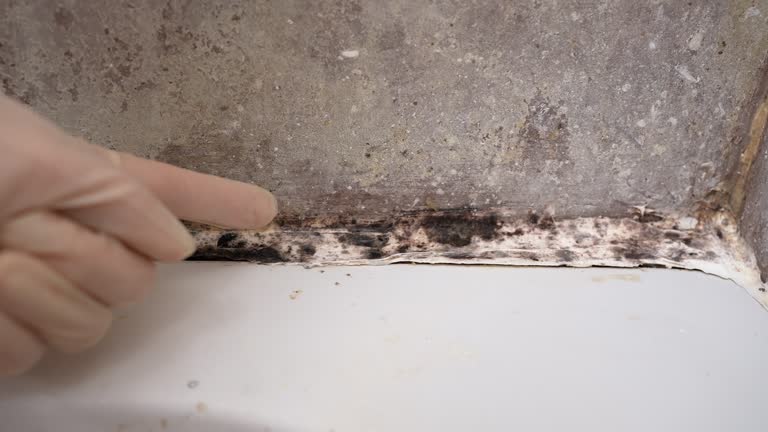 Best Attic Mold Removal  in Delray Beach, FL