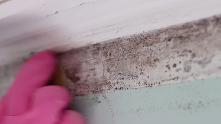 Best Mold Damage Restoration  in Delray Beach, FL